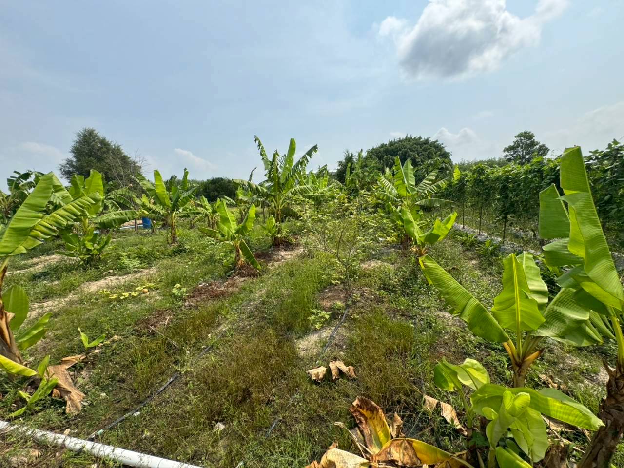 title - ส.ป.ก. ร่วมกับ TICA และ GIZ ลงพื้นที่โครงการนำร่องระบบสูบน้ำพลังงานแสงอาทิตย์เพื่อการเกษตรที่ยั่งยืนในเขตปฏิรูปที่ดิน ณ แปลงพื้นที่ คทช. จังหวัดชลบุรี